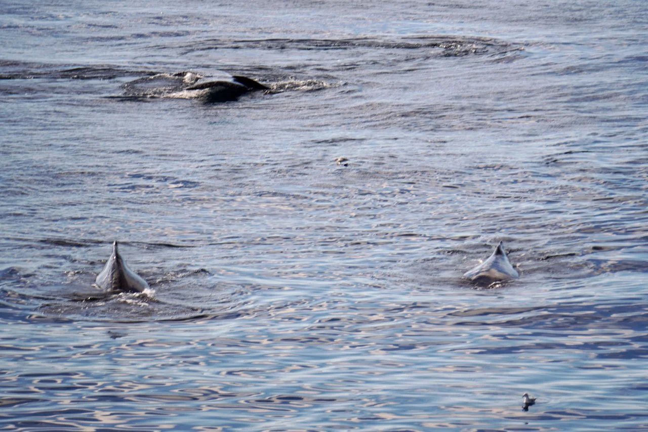 Elephant Island Sea Ice Humpback + Fin Whales - 119.jpeg