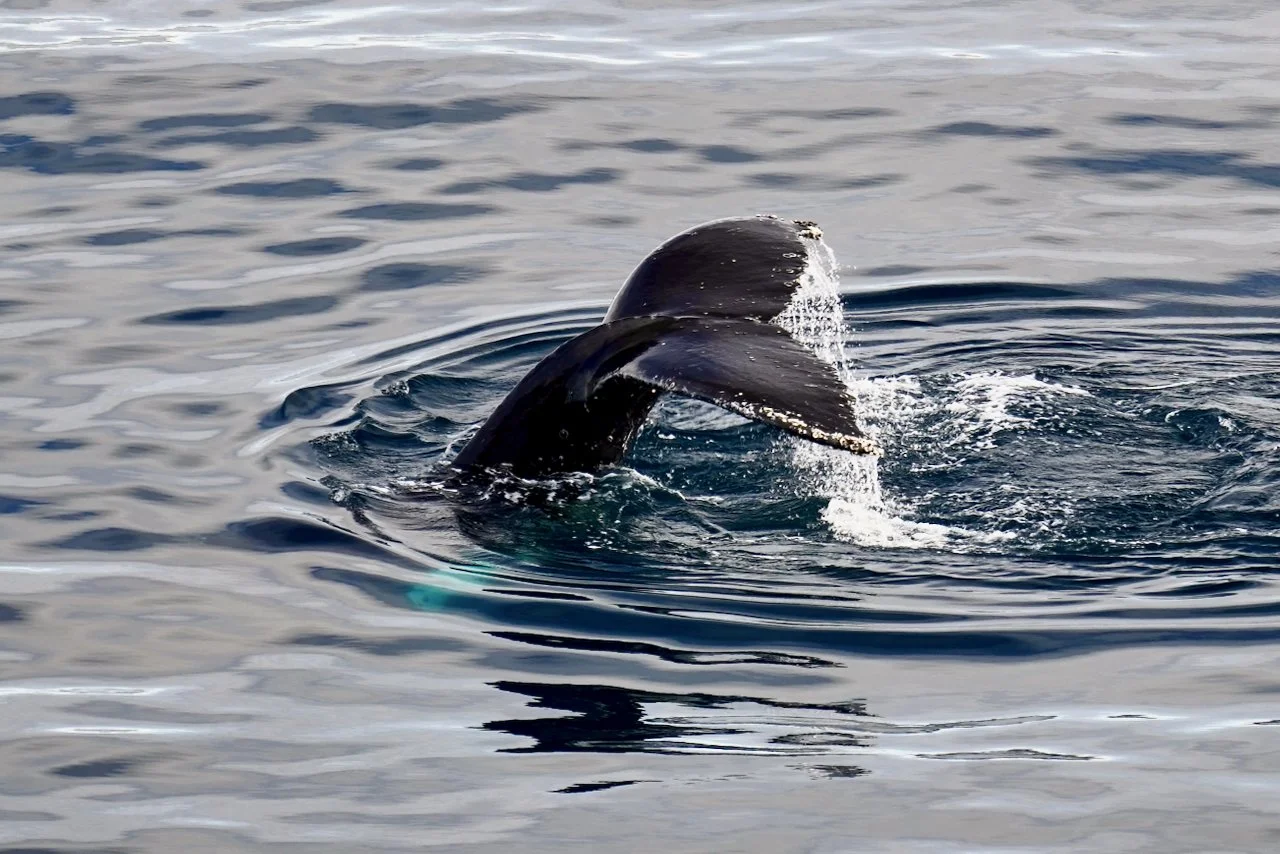 Elephant Island Sea Ice Humpback + Fin Whales - 144.jpeg