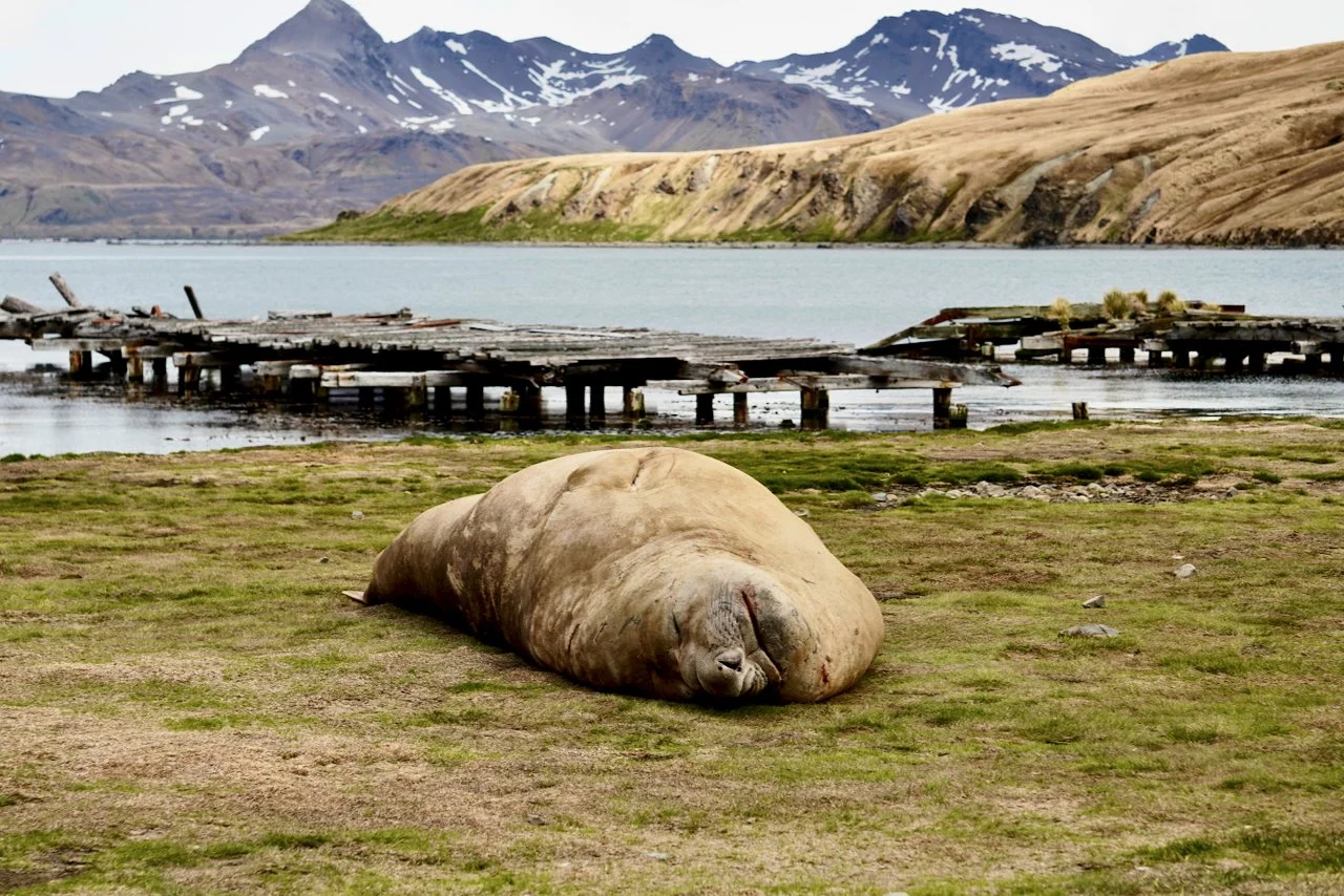 Grytviken South Georgia - 12.jpeg