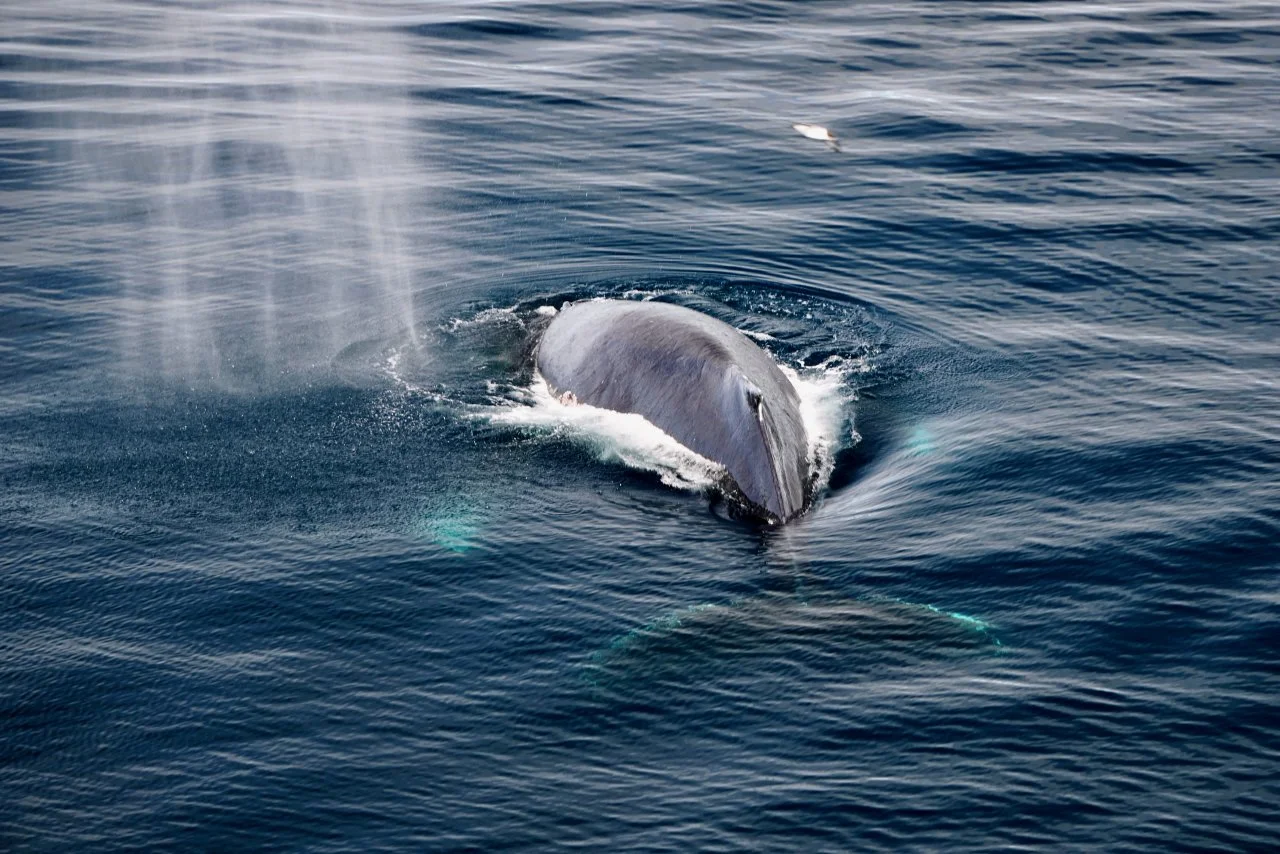 Elephant Island Sea Ice Humpback + Fin Whales - 153.jpeg
