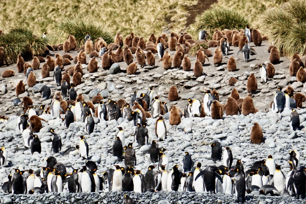 Royal Bay South Georgia - 48.jpeg