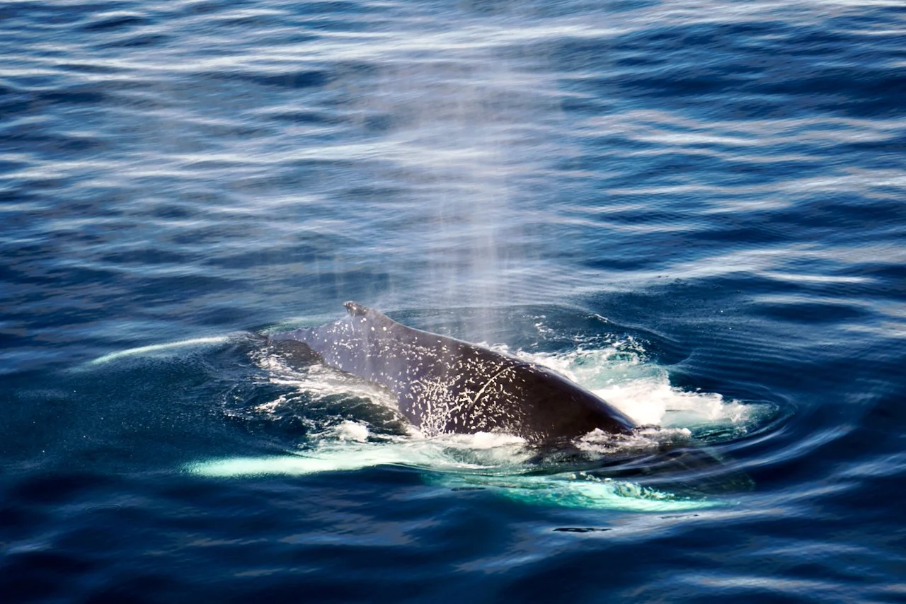 Elephant Island Sea Ice Humpback + Fin Whales - 86.jpeg