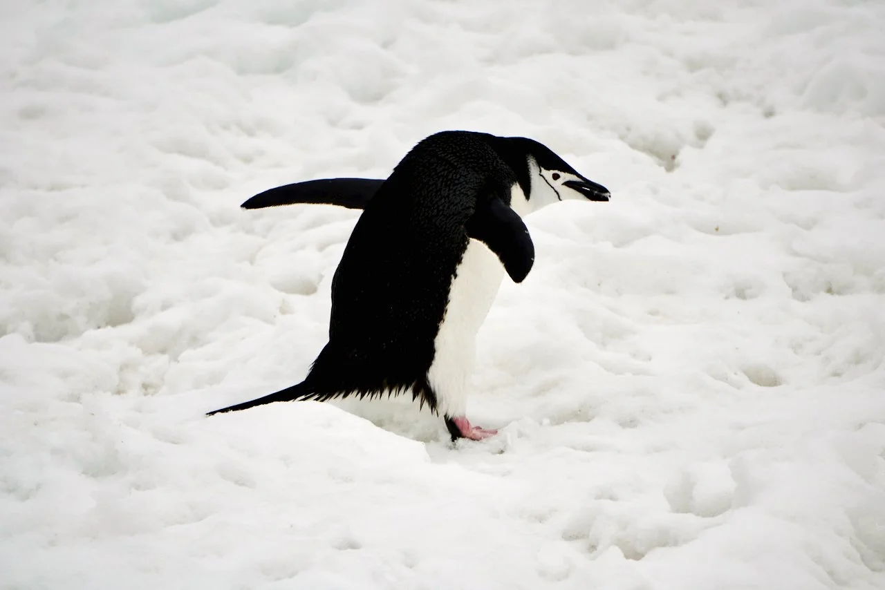 Half Moon Bay Antarctica - 70.jpeg