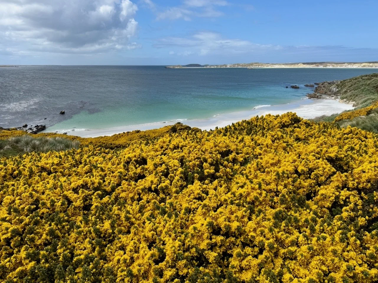 BT Falklands R2 - 2.jpeg