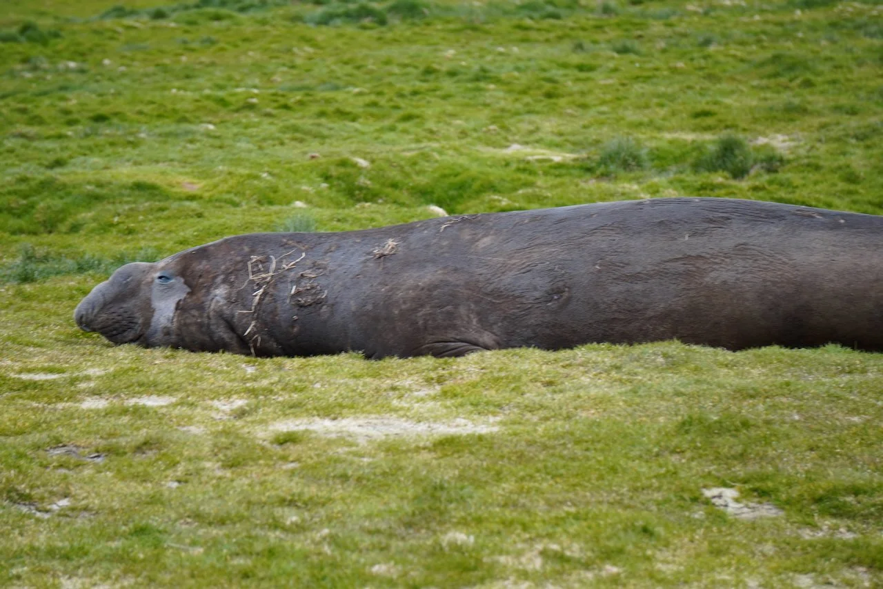 Grytviken South Georgia - 39.jpeg