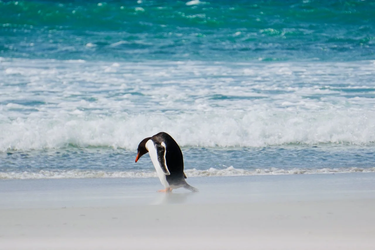 Falklands - 172.jpeg