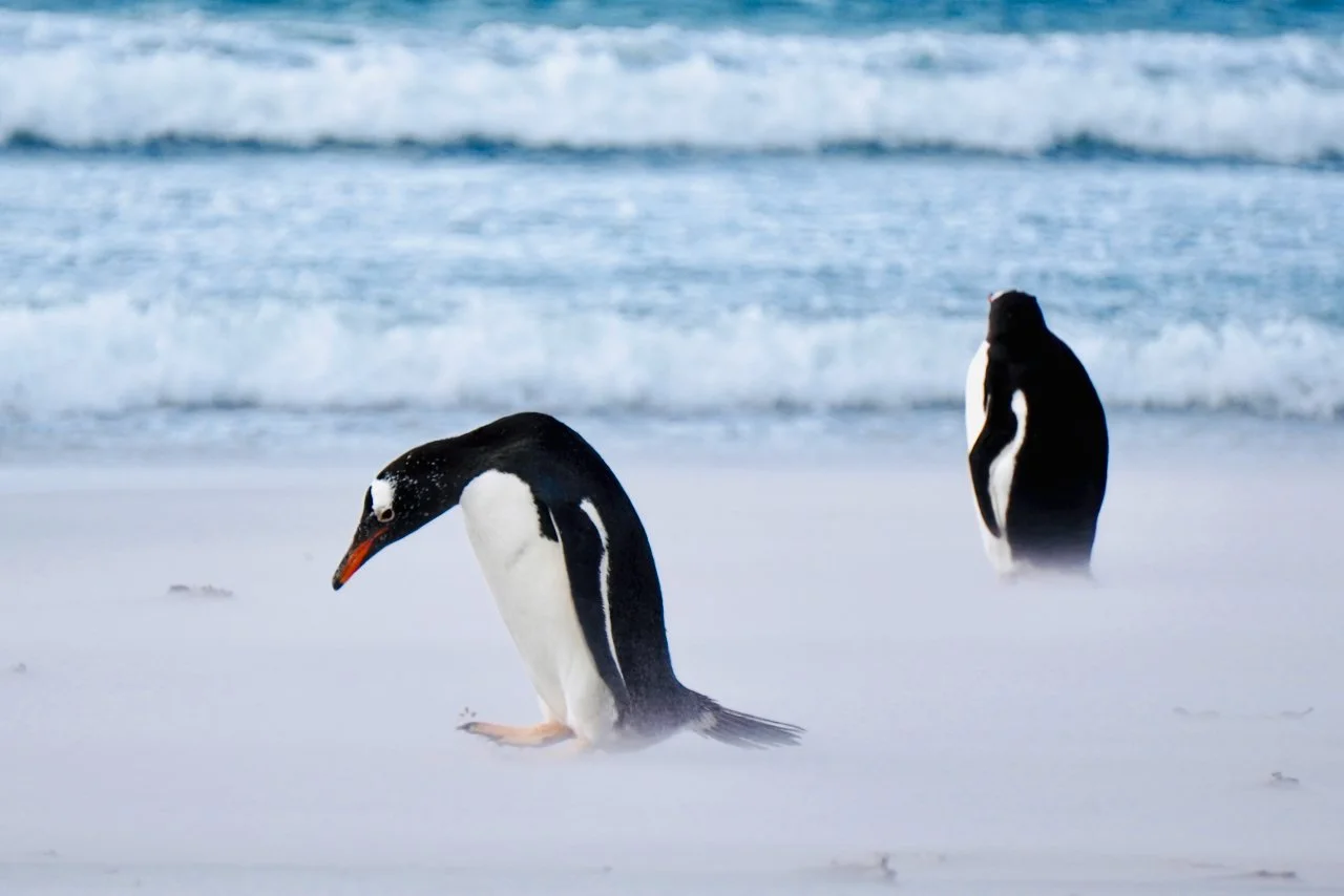 Falklands - 157.jpeg