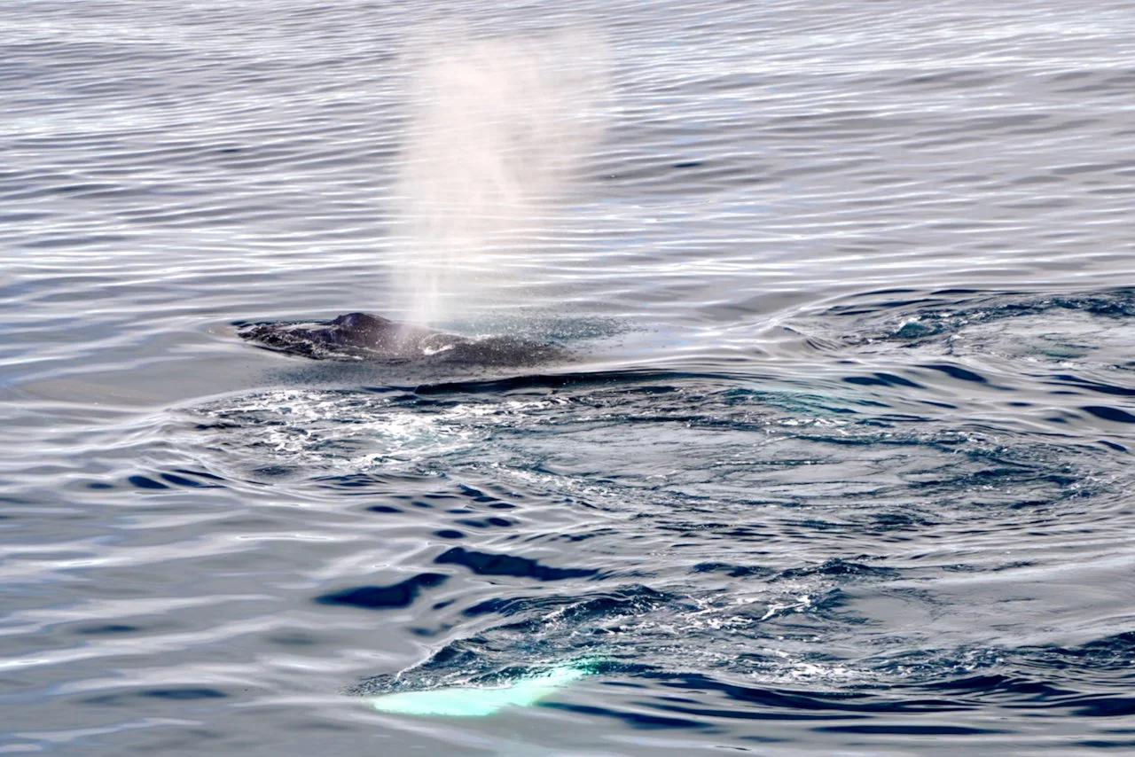 Elephant Island Sea Ice Humpback + Fin Whales - 151.jpeg