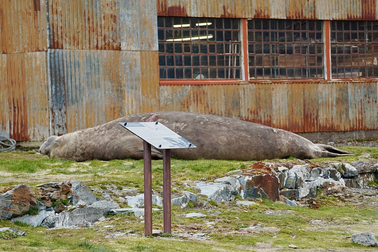 Grytviken South Georgia - 82.jpeg