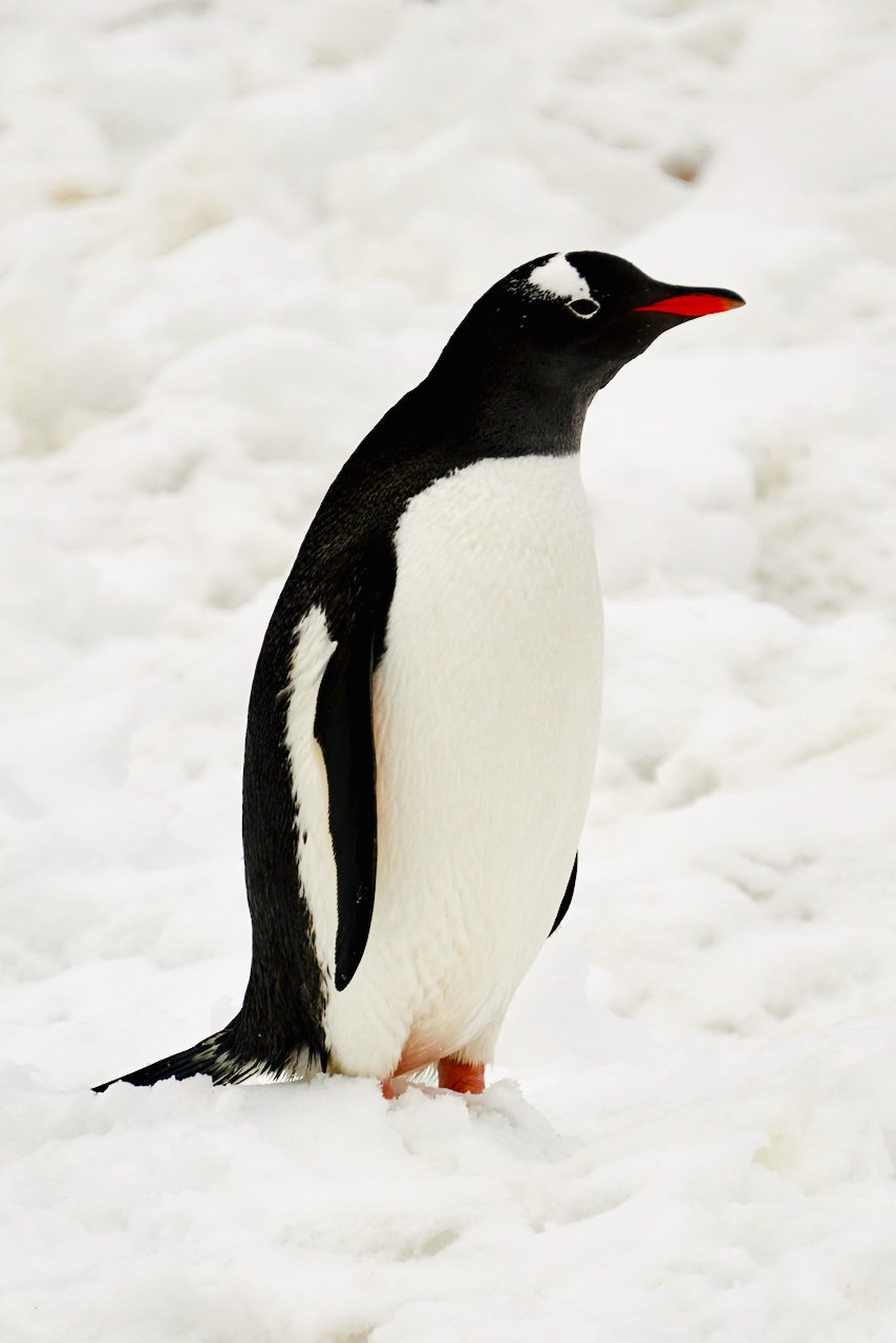 Half Moon Bay Antarctica - 89.jpeg