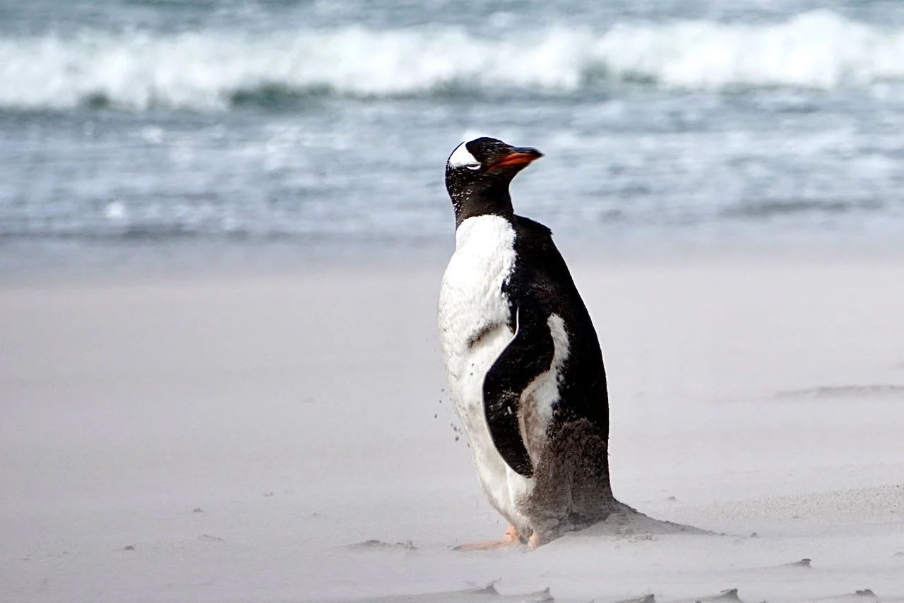 Falklands - 129.jpeg