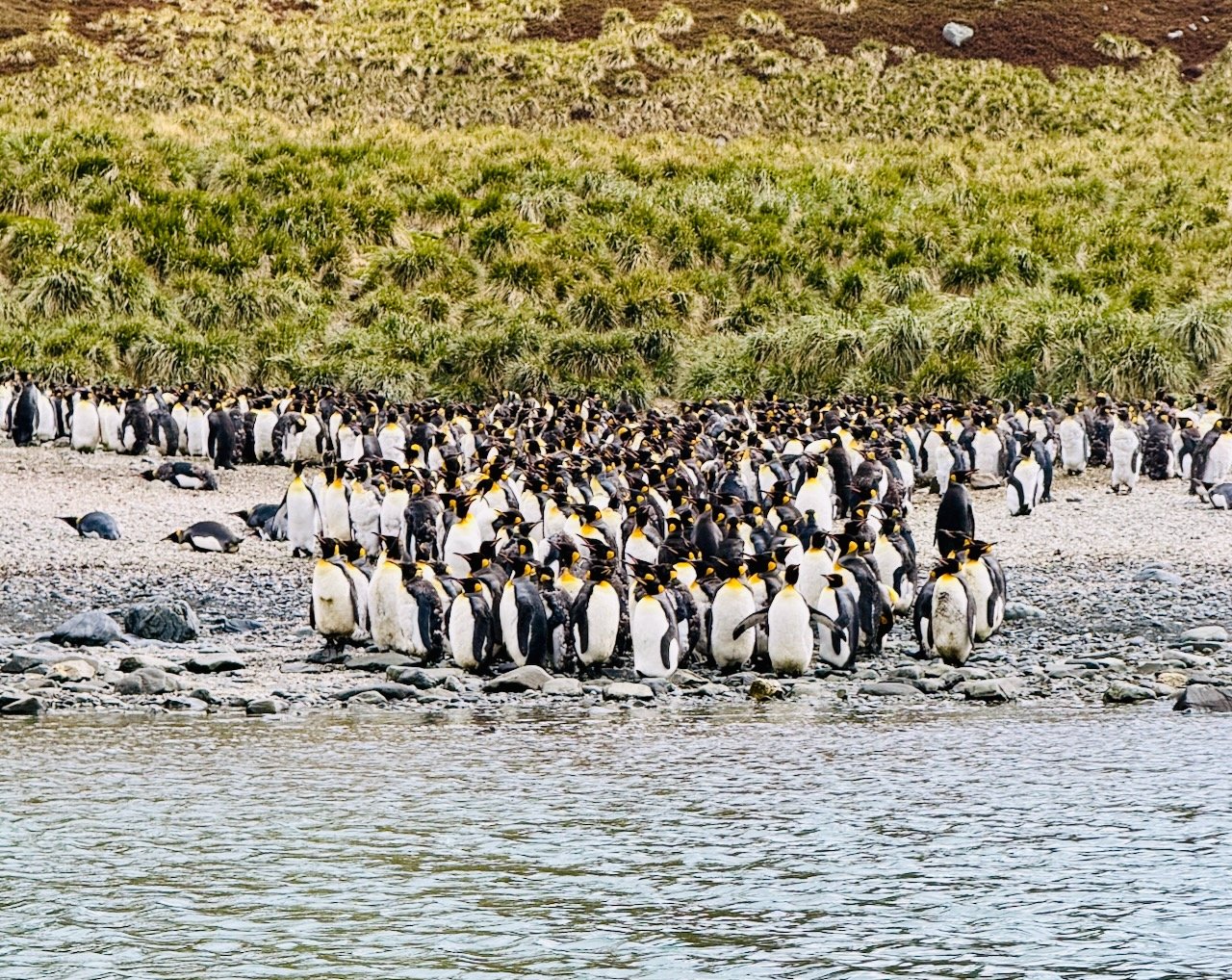 Royal Bay Kayaking iPhone - 29.jpeg