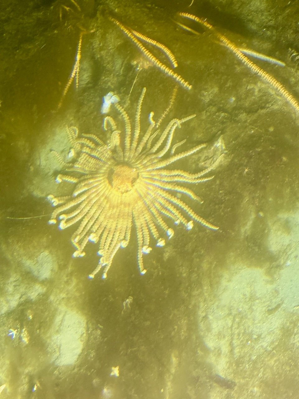 an Atlantic Sun Starfish