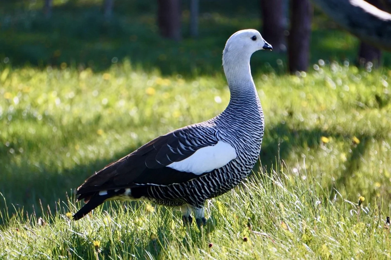 Ushuaia + Tierra del Fuego - 18.jpeg