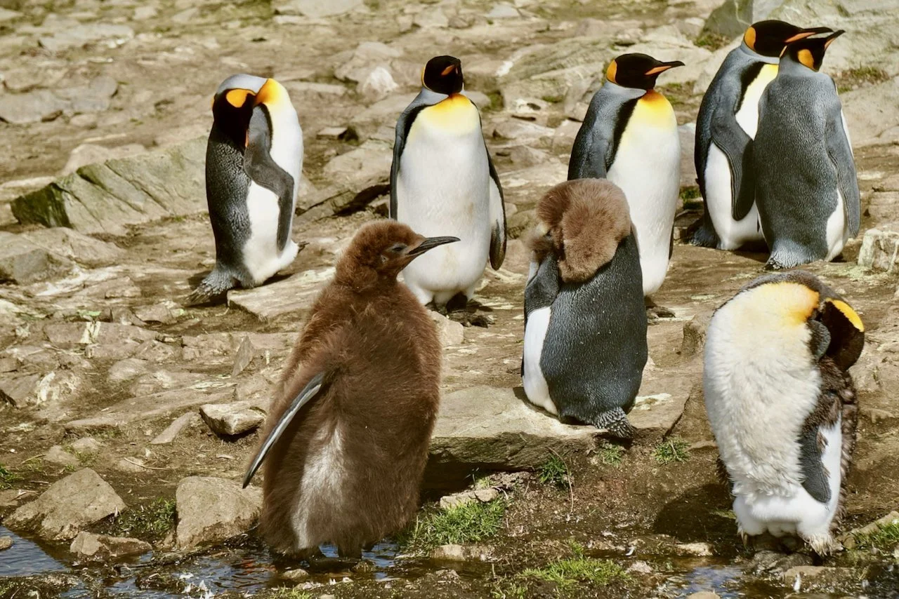 It's cool to see the progression of molting with these three fluff nuggets side by side. 