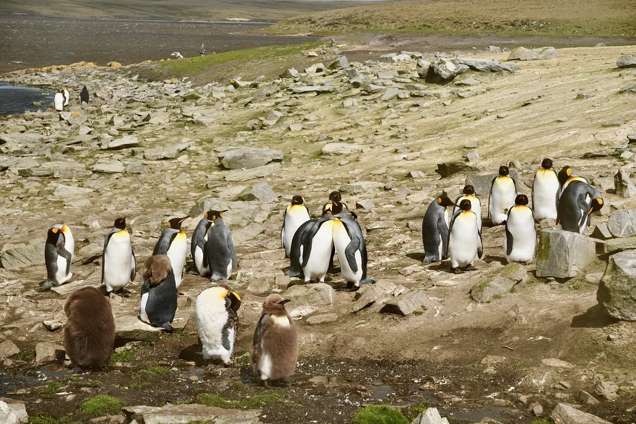 Falklands - 99.jpeg