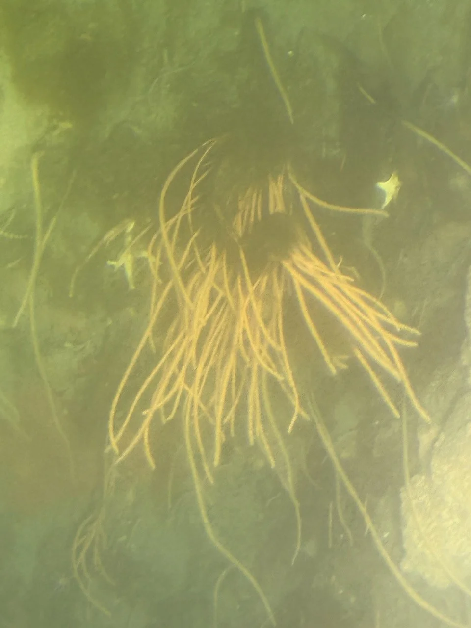 Half Moon Bay R2 - 7.jpeg