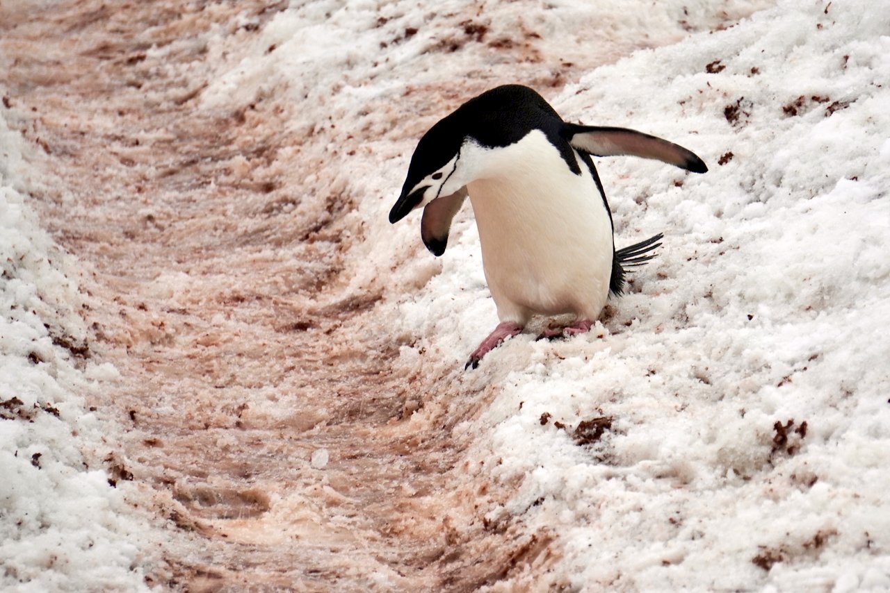 Half Moon Bay Antarctica - 91.jpeg