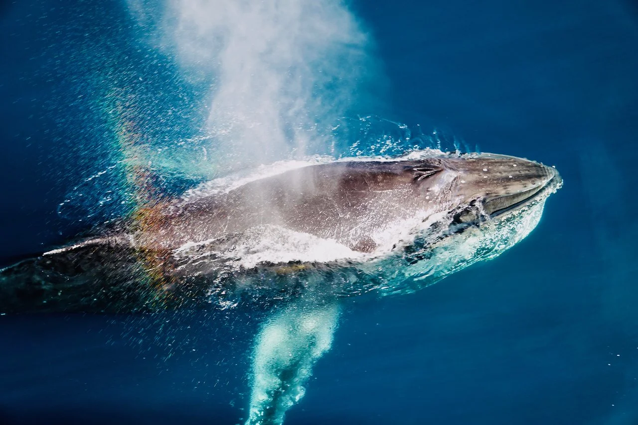 Elephant Island Sea Ice Humpback + Fin Whales - 98.jpeg