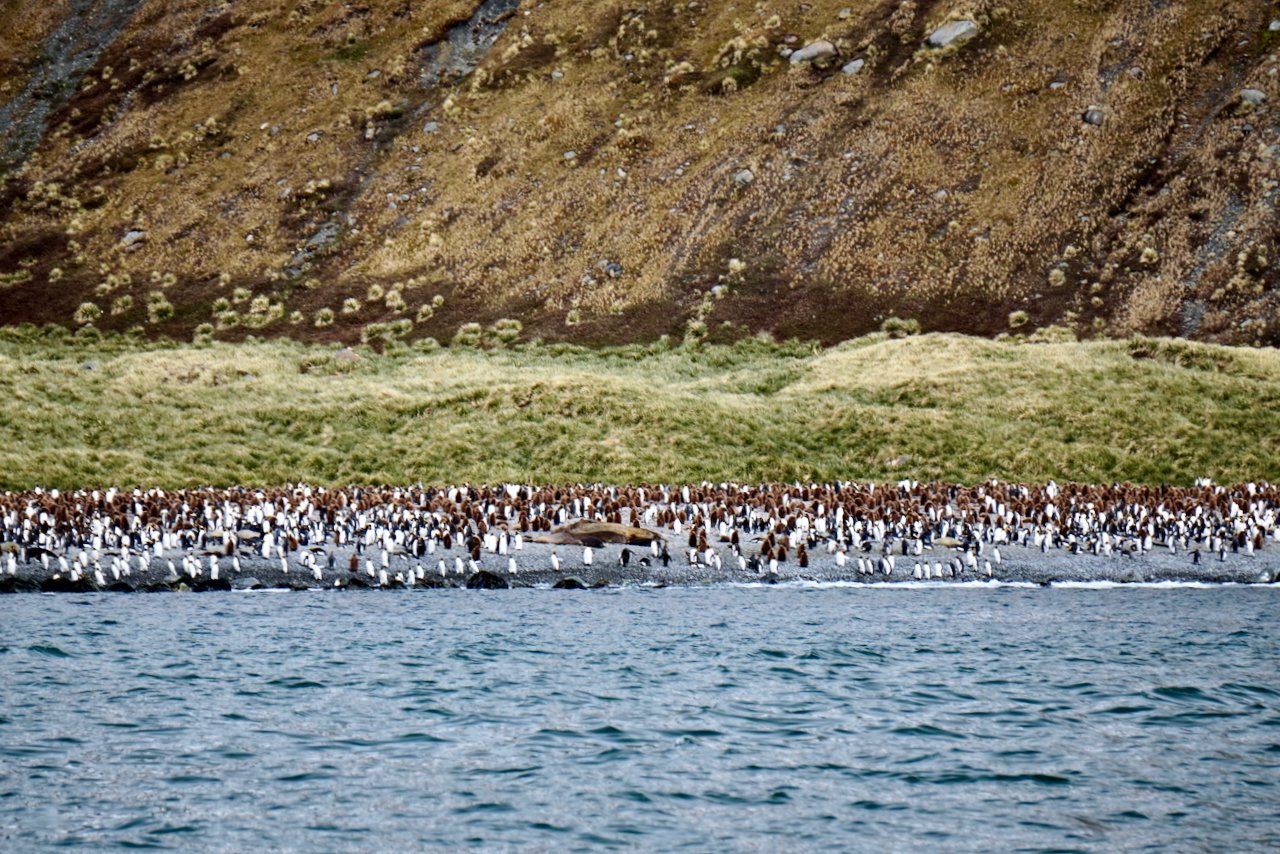 Royal Bay South Georgia - 2.jpeg