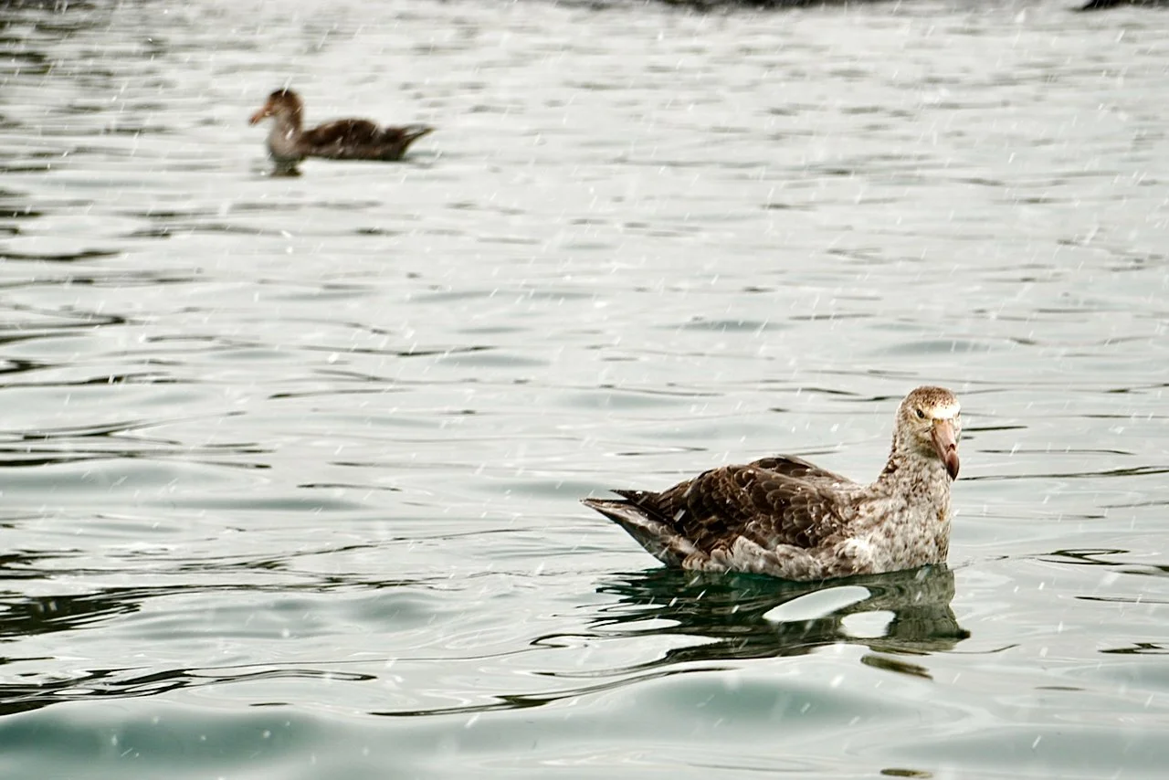 Fortuna Bay South Georgia - 43.jpeg