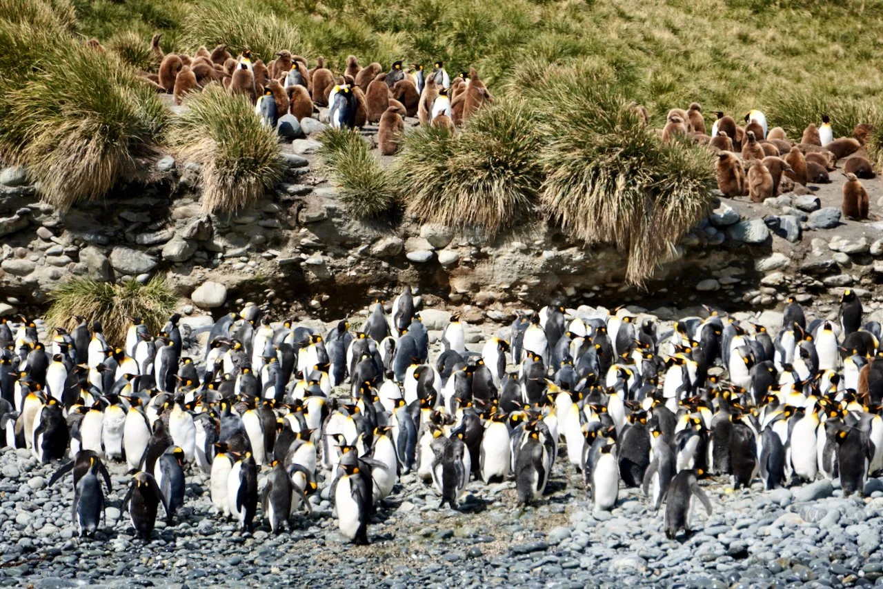 Royal Bay South Georgia - 40.jpeg