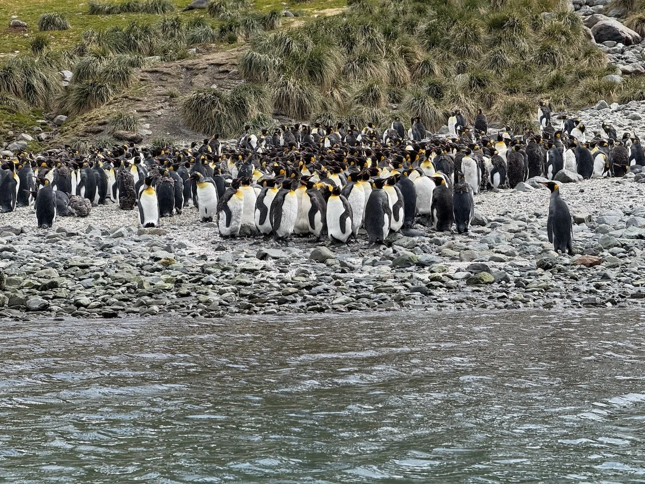 Royal Bay Kayaking iPhone - 45.jpeg