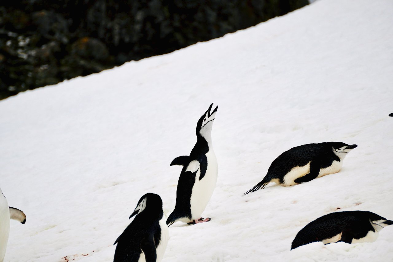 Half Moon Bay Antarctica - 25.jpeg