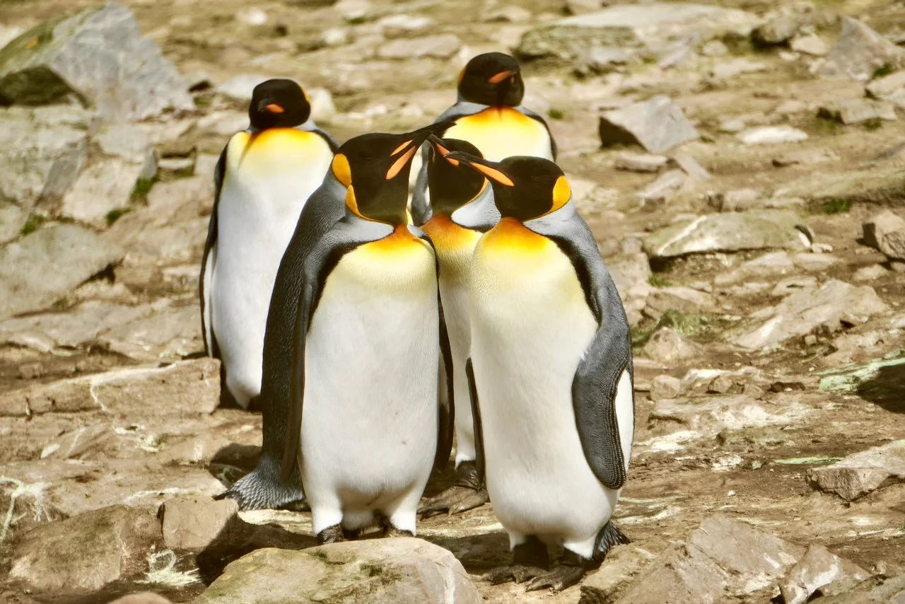 Falklands - 105.jpeg