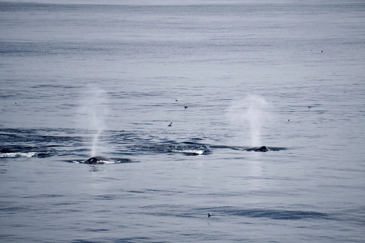 Elephant Island Sea Ice Humpback + Fin Whales - 135.jpeg