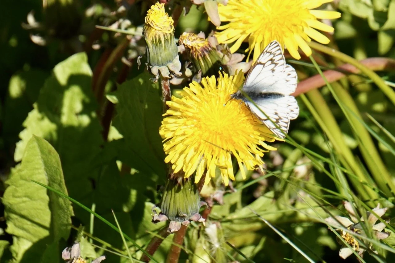 Ushuaia + Tierra del Fuego - 34.jpeg
