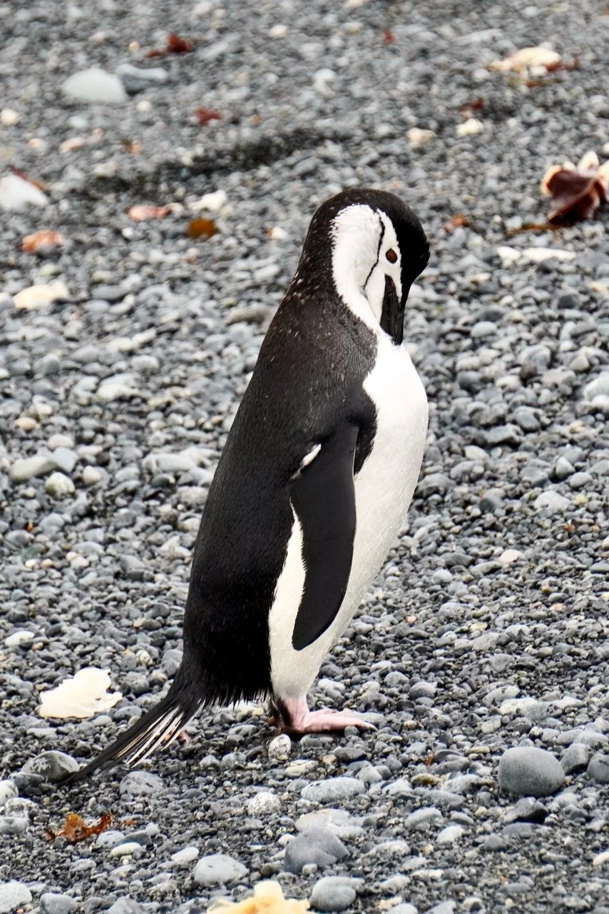 Half Moon Bay Antarctica - 8.jpeg