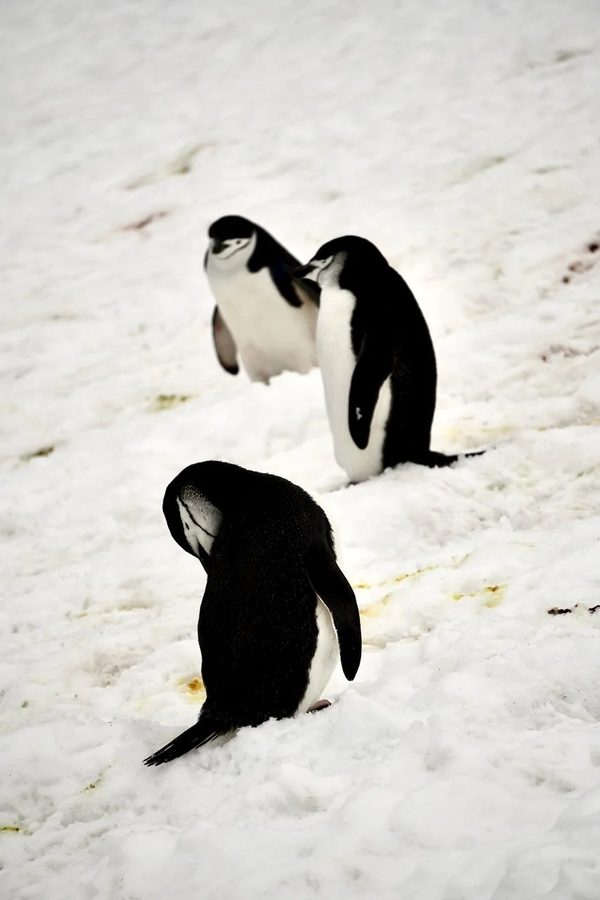 Half Moon Bay Antarctica - 62.jpeg