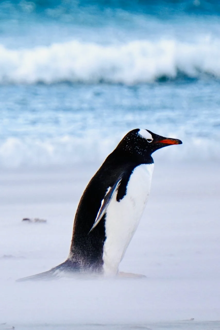 Falklands - 163.jpeg