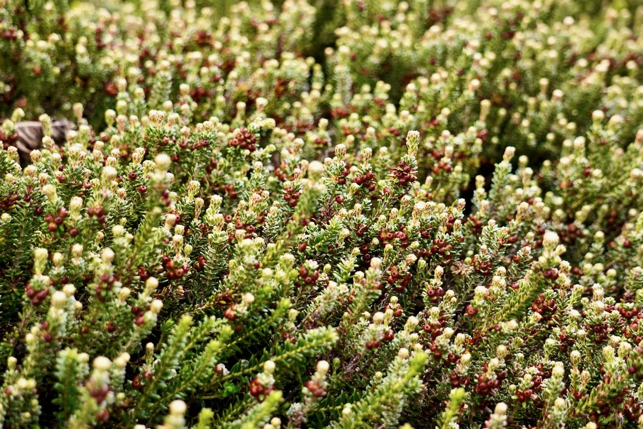 These are diddle dee berries. They're a key ingredient in award winning gin distilled by the Falkland Islands Distillery. Yes, we tried the gin. It was very good! And yes, we brought a bottle home!