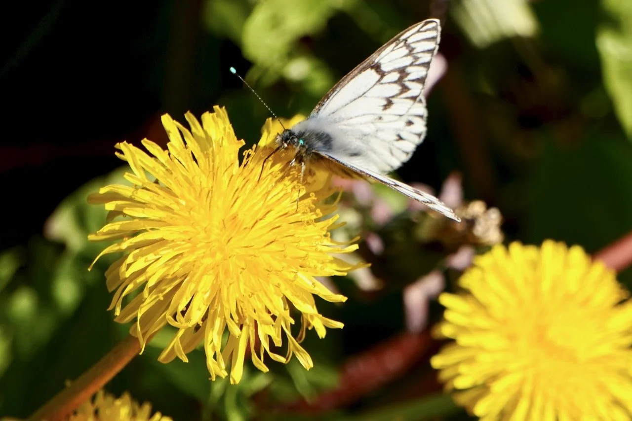 The dandelions were so big! 