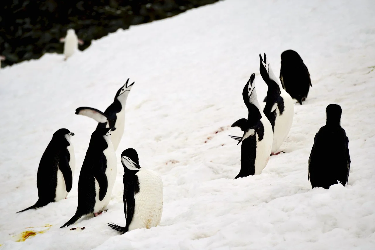 Half Moon Bay Antarctica - 38.jpeg