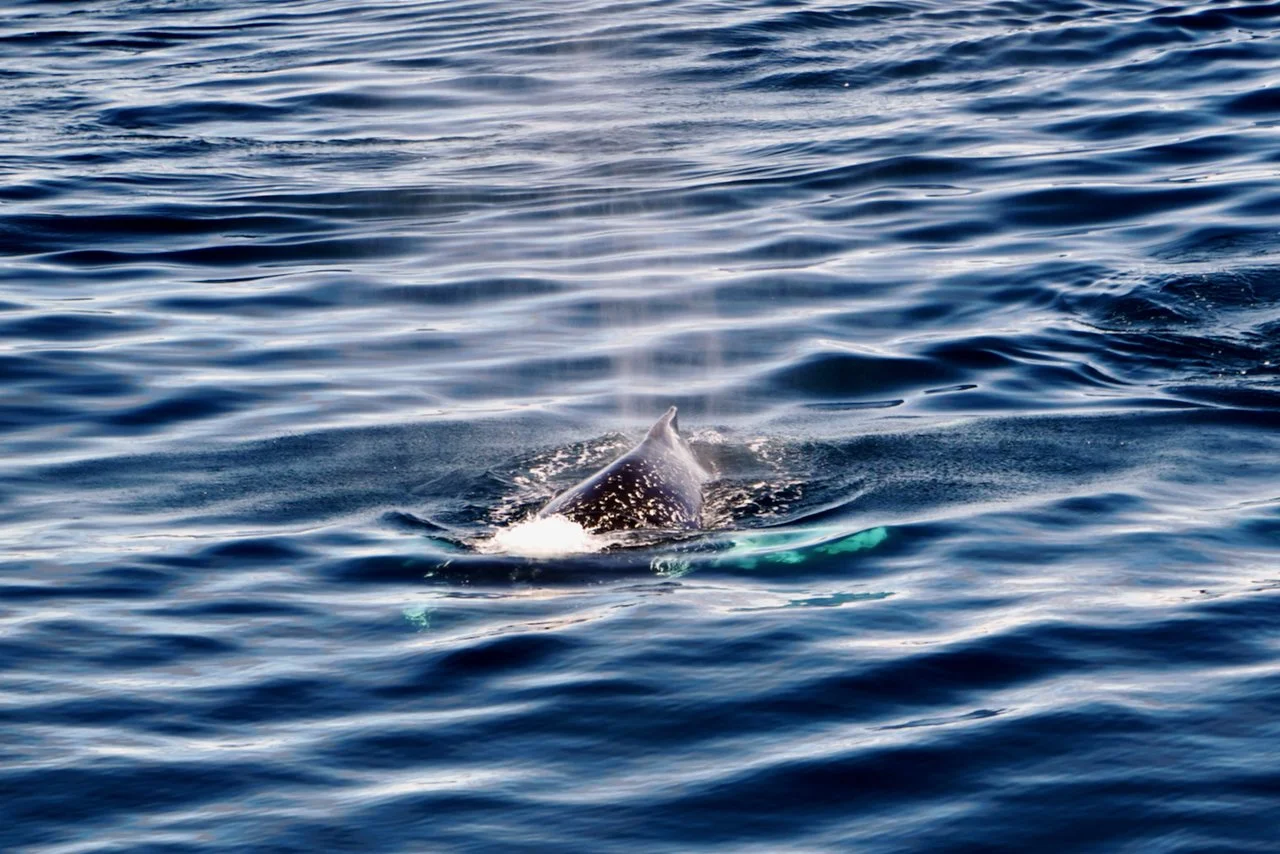 Elephant Island Sea Ice Humpback + Fin Whales - 82.jpeg