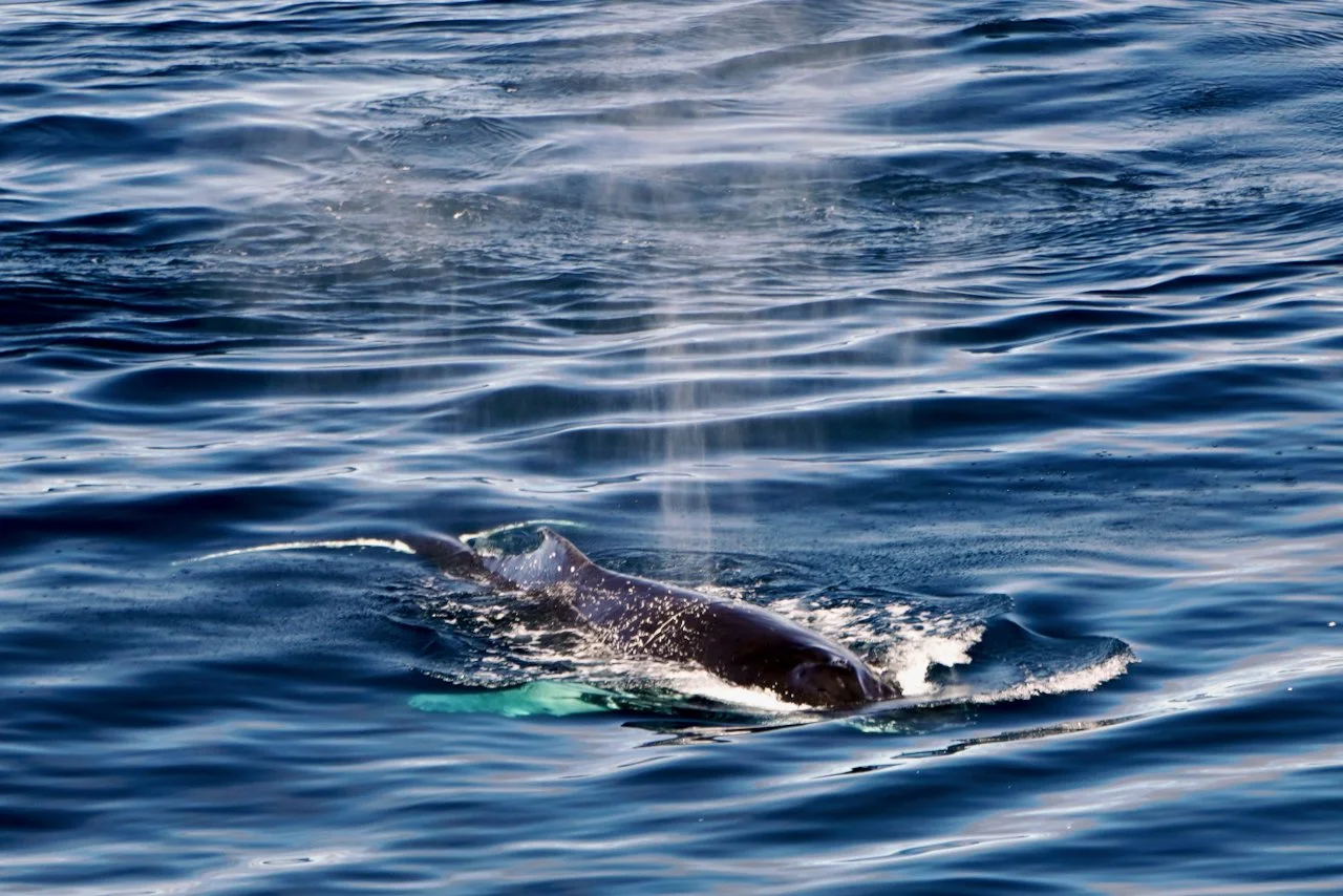 Elephant Island Sea Ice Humpback + Fin Whales - 81.jpeg
