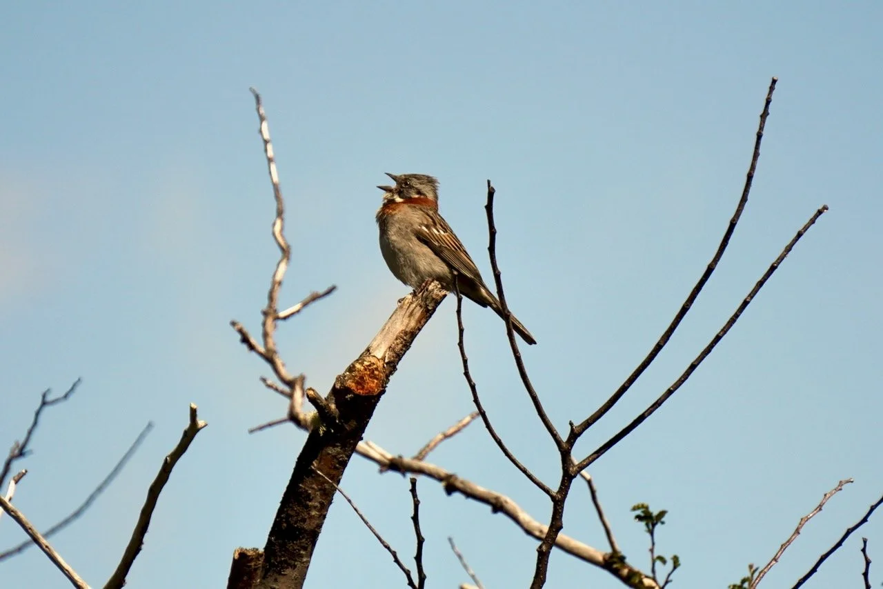 Ushuaia + Tierra del Fuego - 29.jpeg