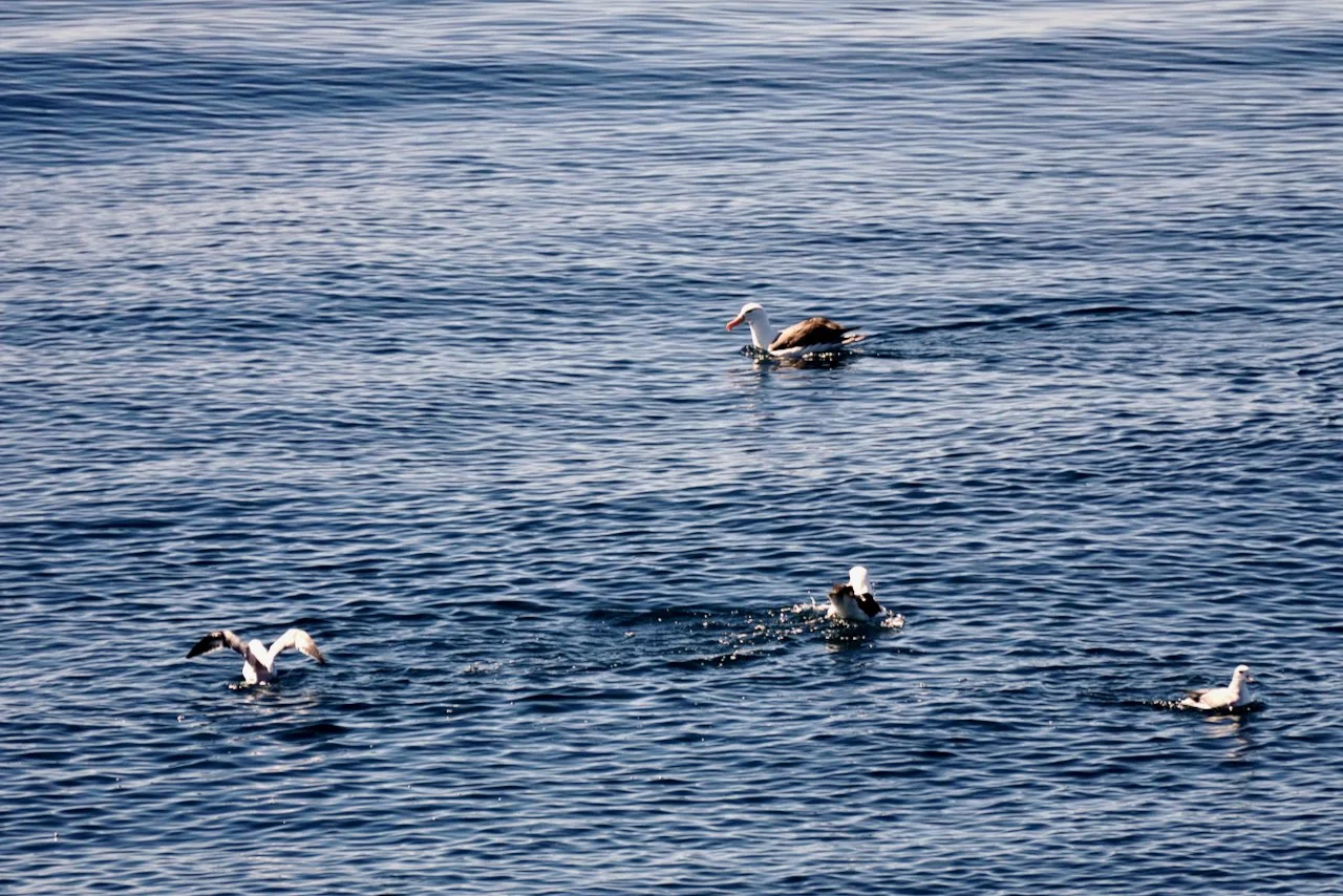 Elephant Island Sea Ice Humpback + Fin Whales - 56.jpeg