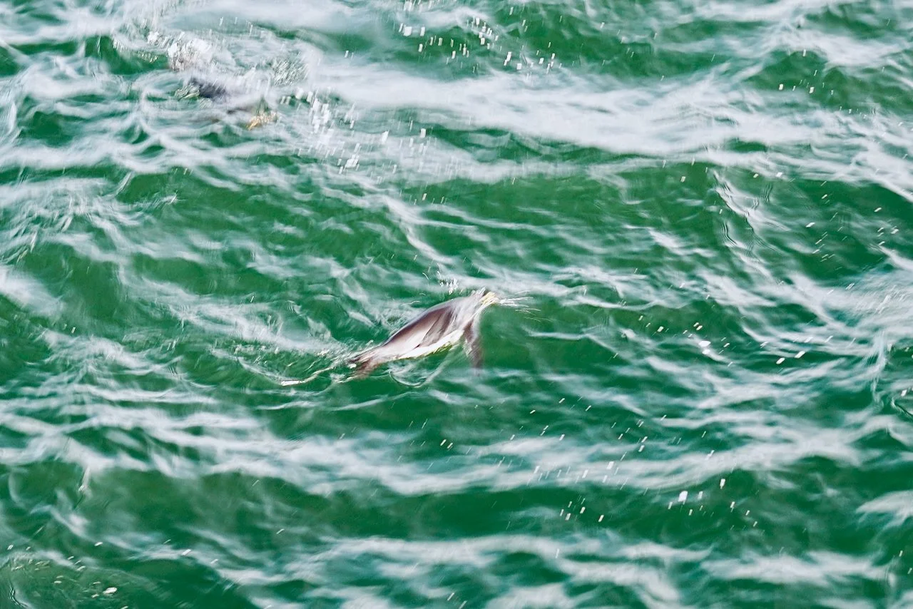 Grytviken South Georgia Scenery - 26.jpeg