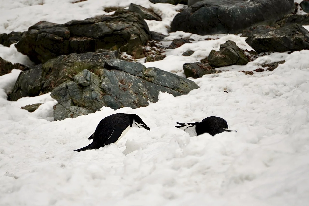 Half Moon Bay Antarctica - 57.jpeg