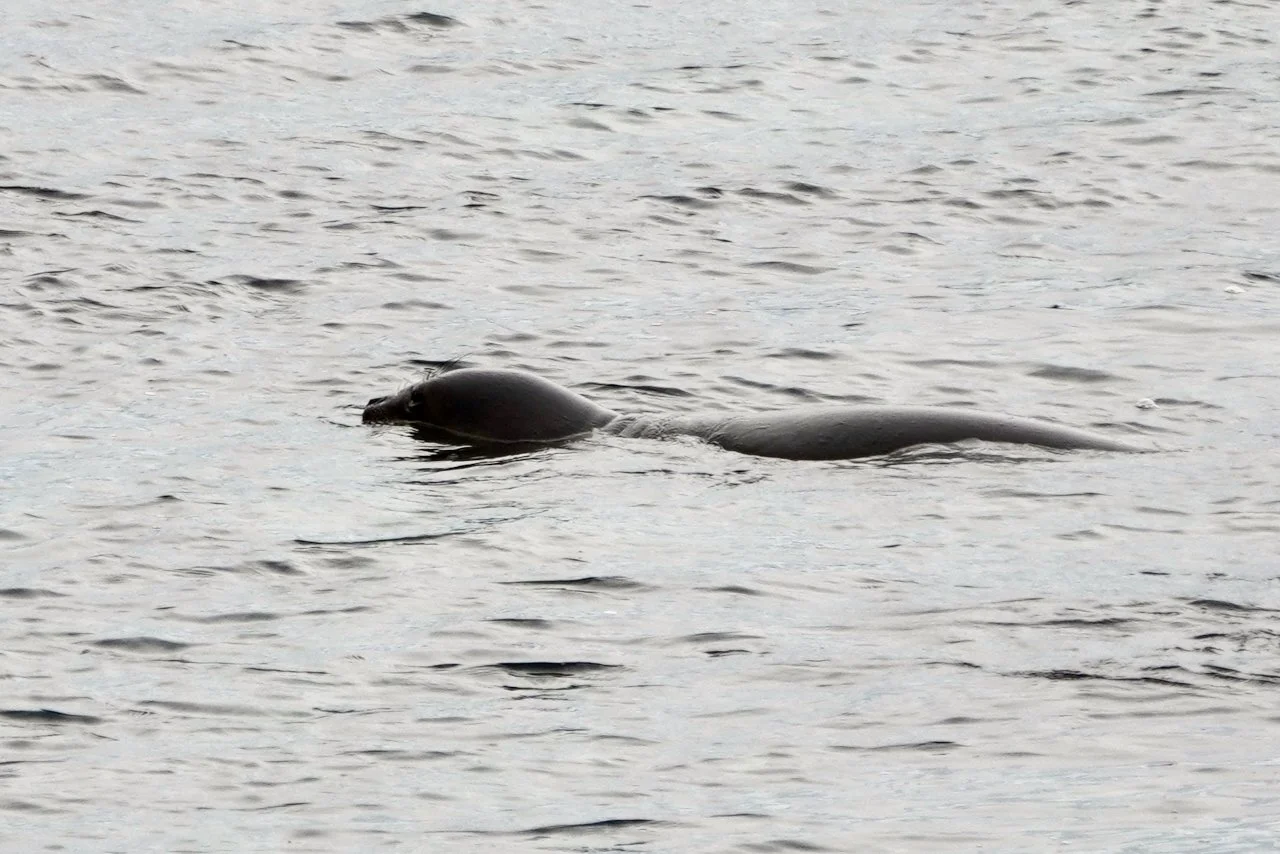 DHainaut Island Mikkelson Harbour - 62.jpeg