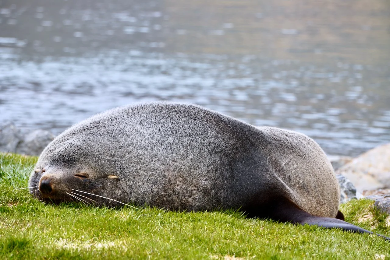 Grytviken South Georgia - 56.jpeg