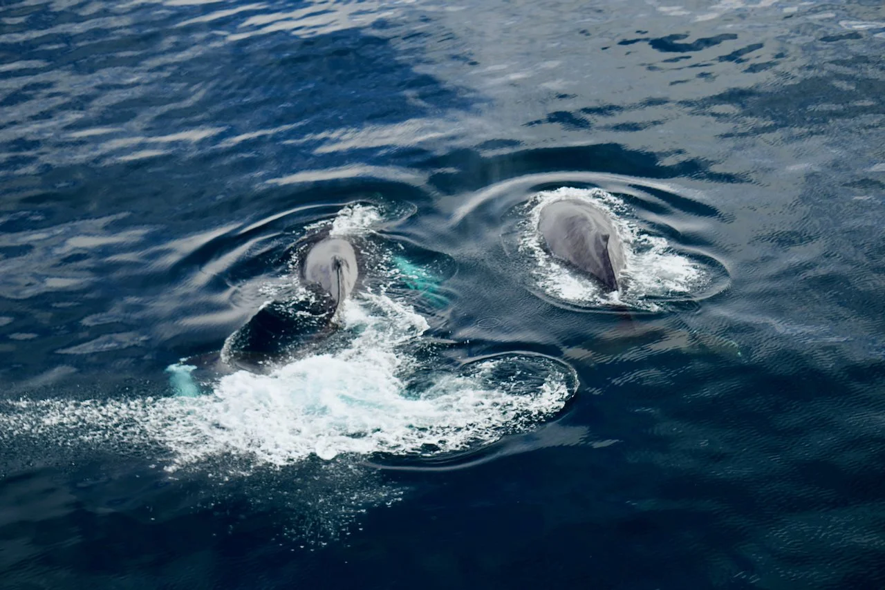 Elephant Island Sea Ice Humpback + Fin Whales - 140.jpeg