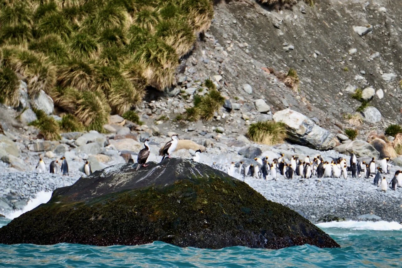 Royal Bay South Georgia - 23.jpeg