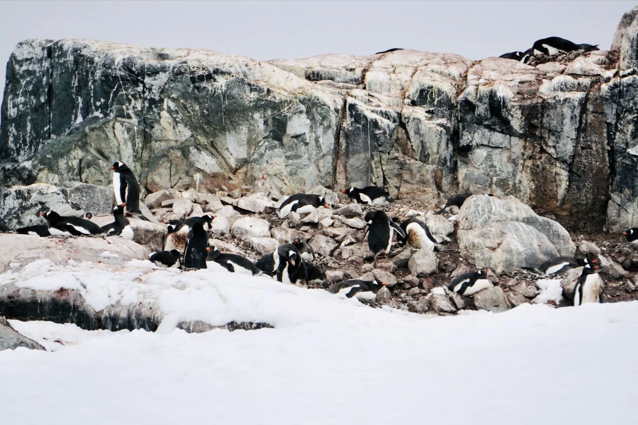 DHainaut Island Mikkelson Harbour - 65.jpeg