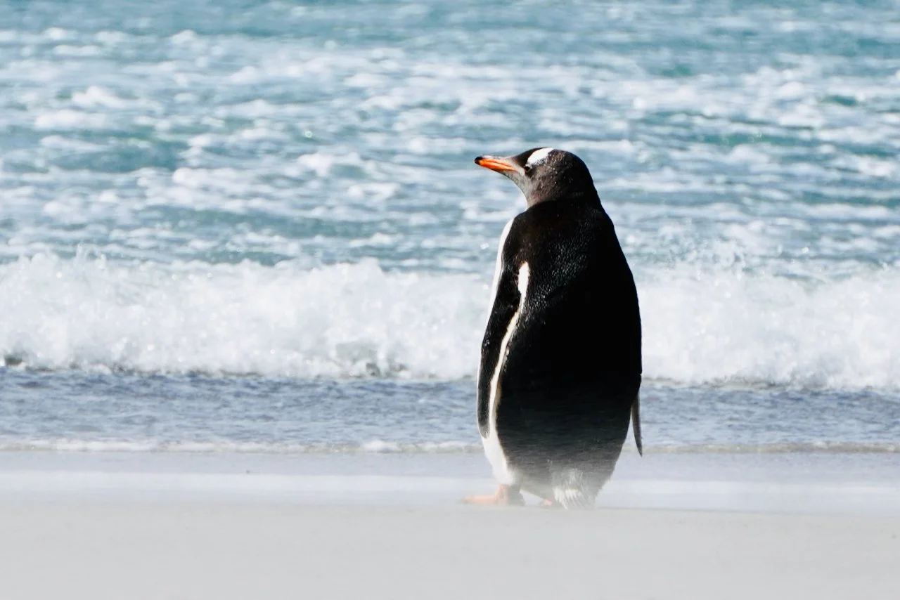 Falklands - 167.jpeg