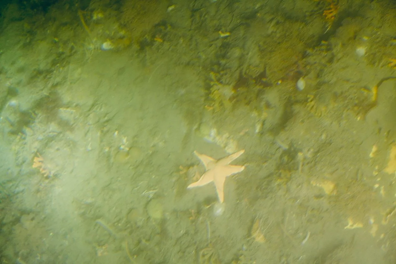 Half Moon Bay Antarctica - 5.jpeg